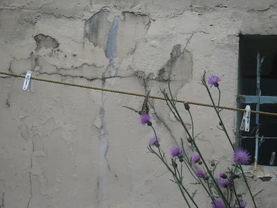 앗싸 호랑나비~ 한마리가~