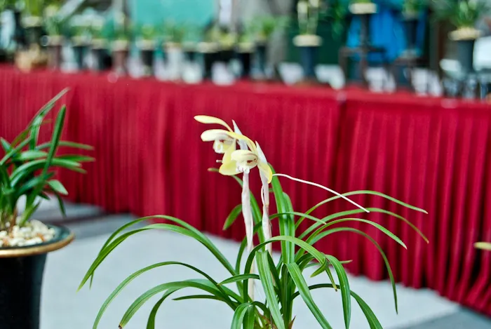 20110309 - 코엑스에서 만난 화초들