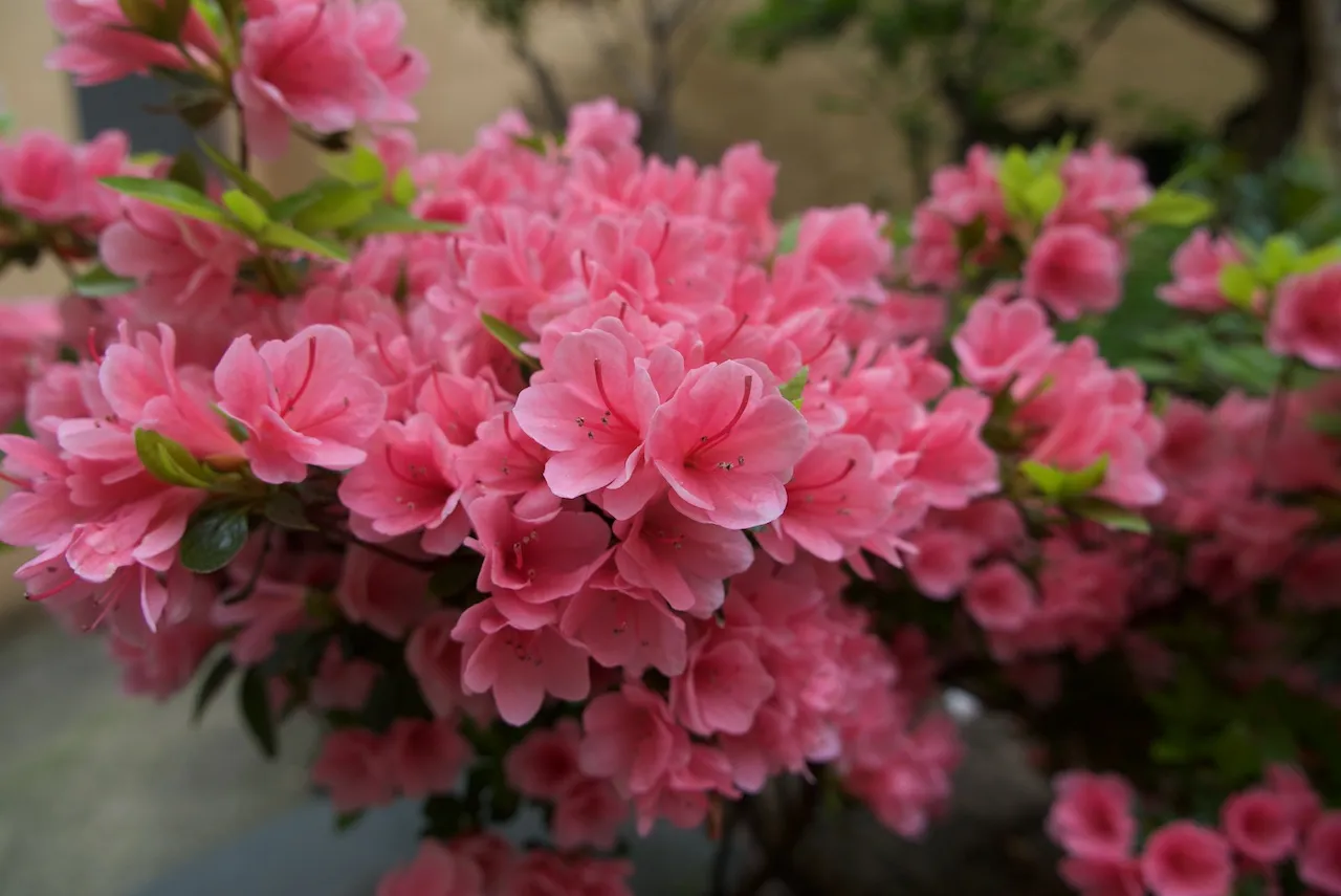 160423, 우리집 마당에도 봄이 왔구나