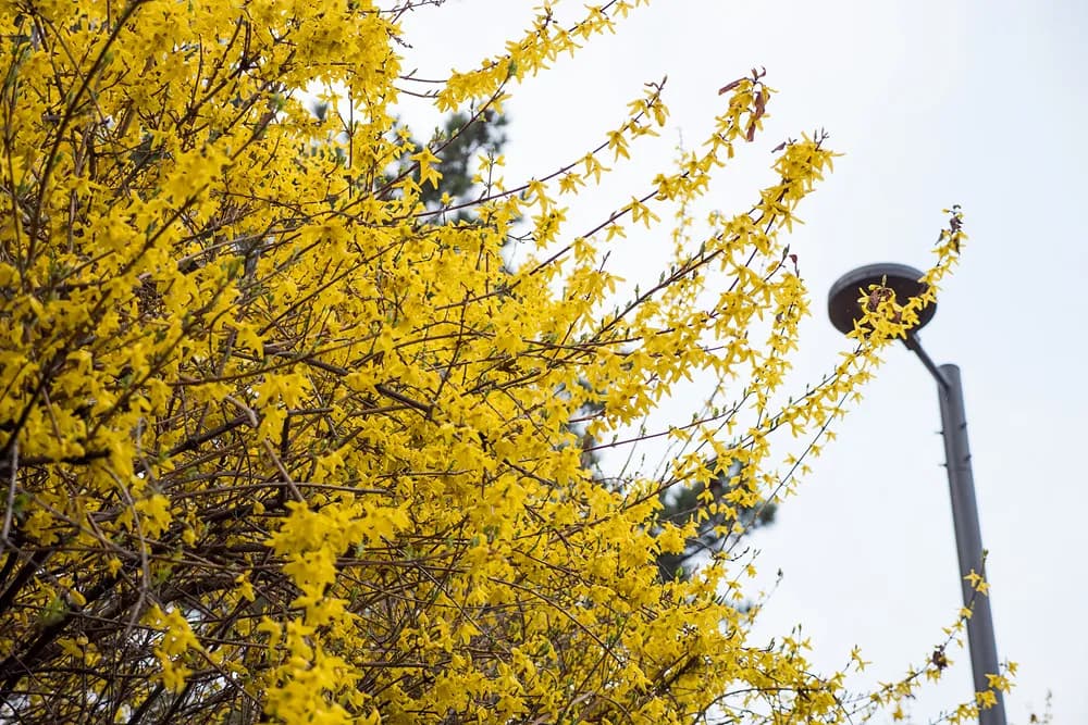 190330 - 응봉산 개나리