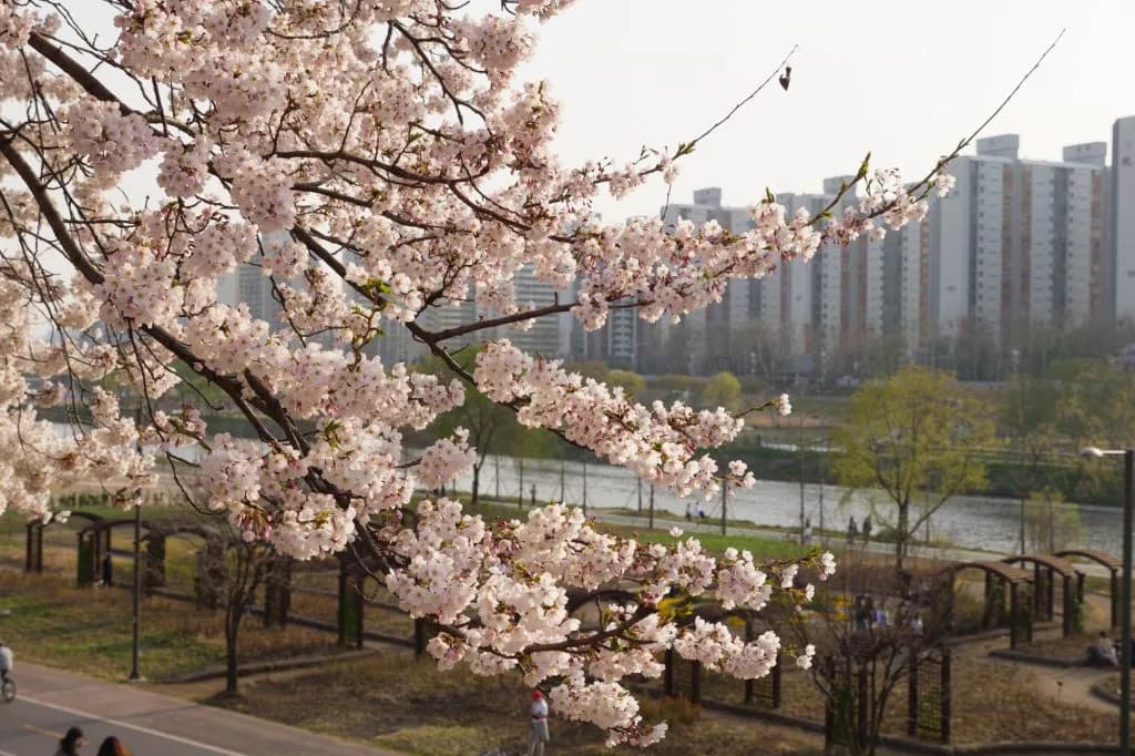 화창하고 아름다웠던 안양천 벚꽃